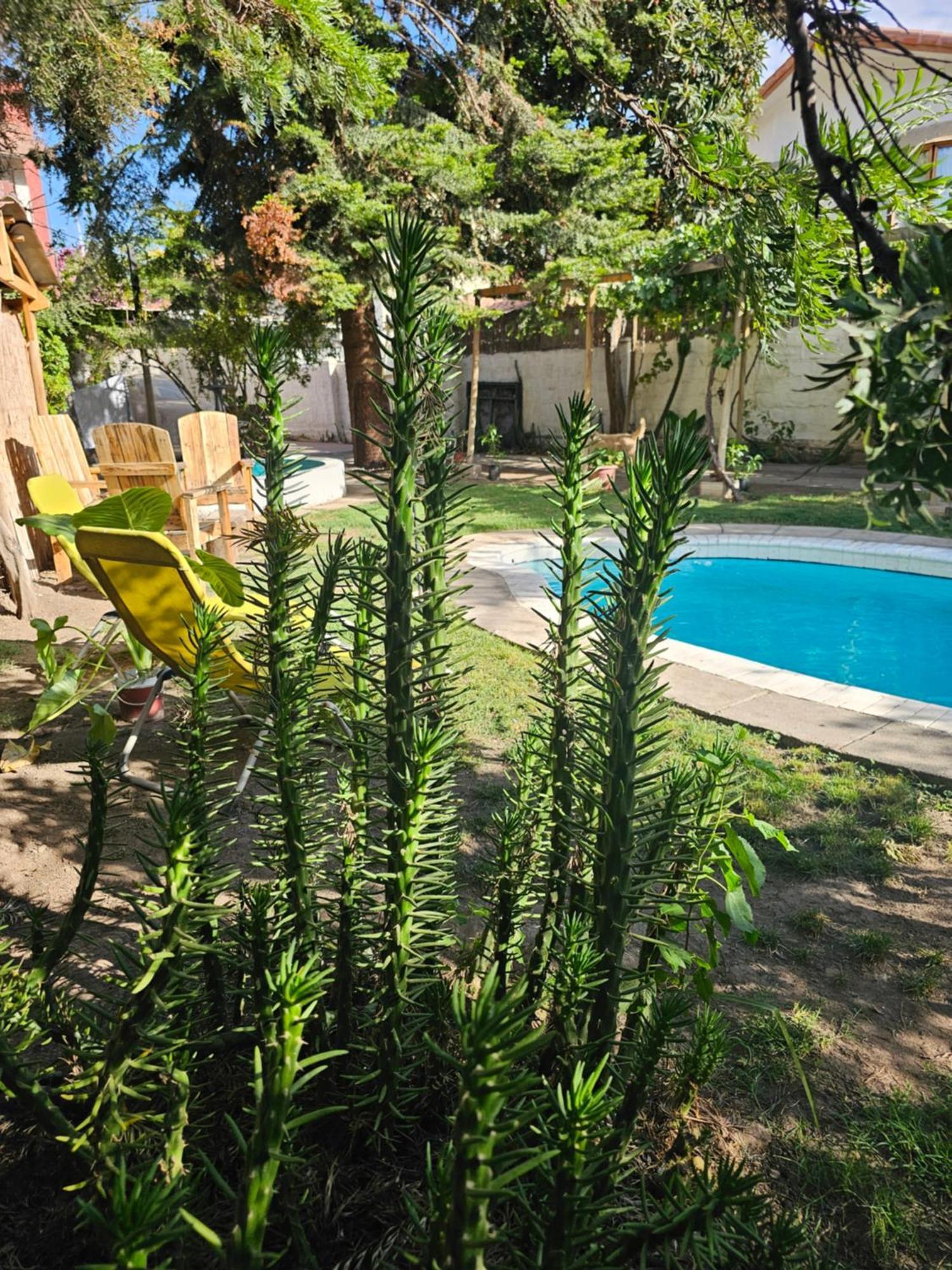 La Araucaria Cabana Con Tinaja San Felipe Εξωτερικό φωτογραφία